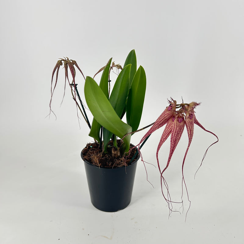 Cirrhopetalum ELISABETH ANN &