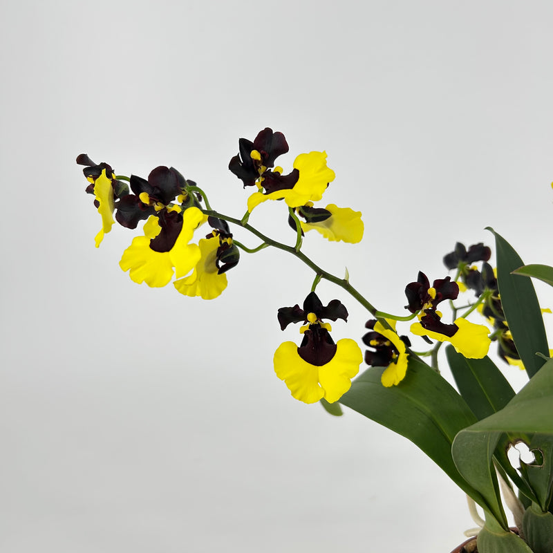 Gomesa JIAHO QUEEN (Onc. "Sabine Meyer")