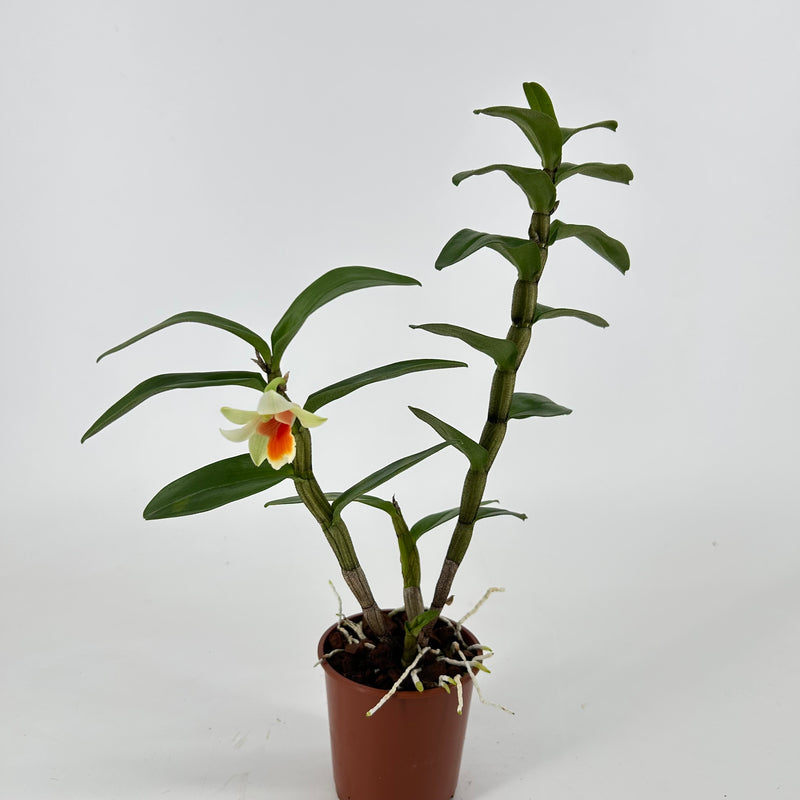 Dendrobium JIAHO CANDY