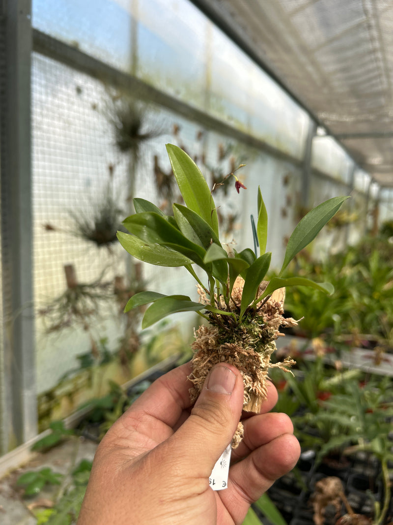 Pleurothallis fusca