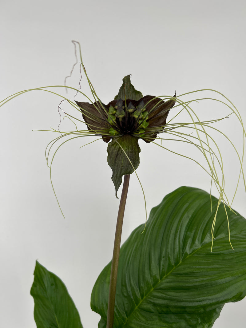 Tacca chantrieri