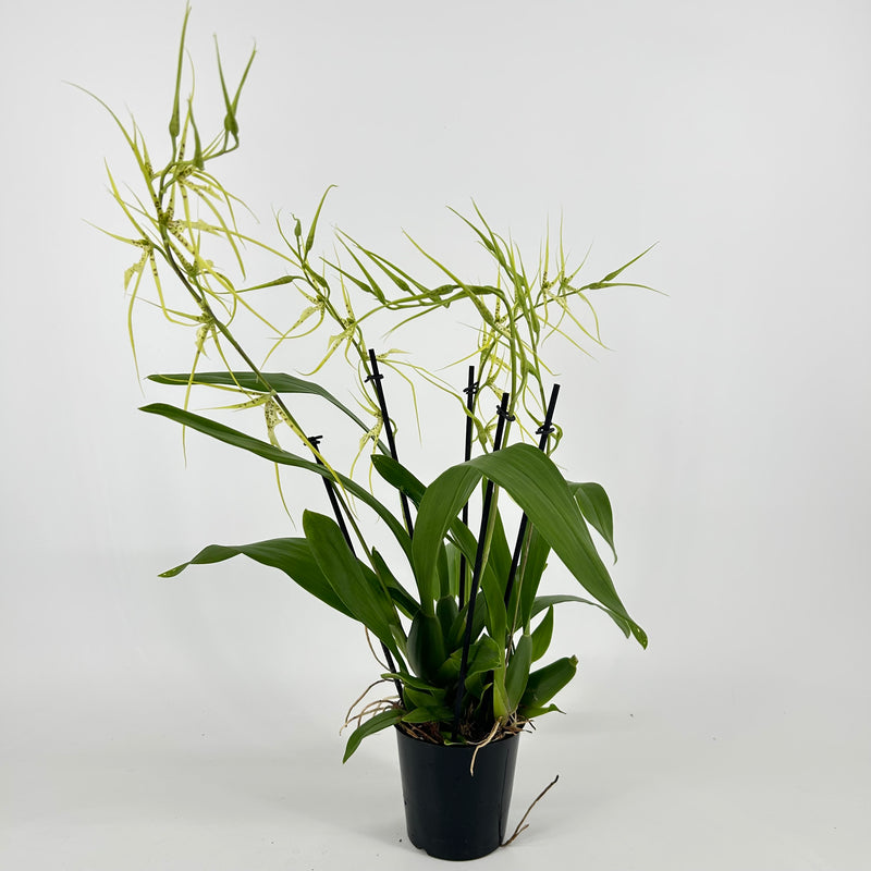 Brassia "Fabian"