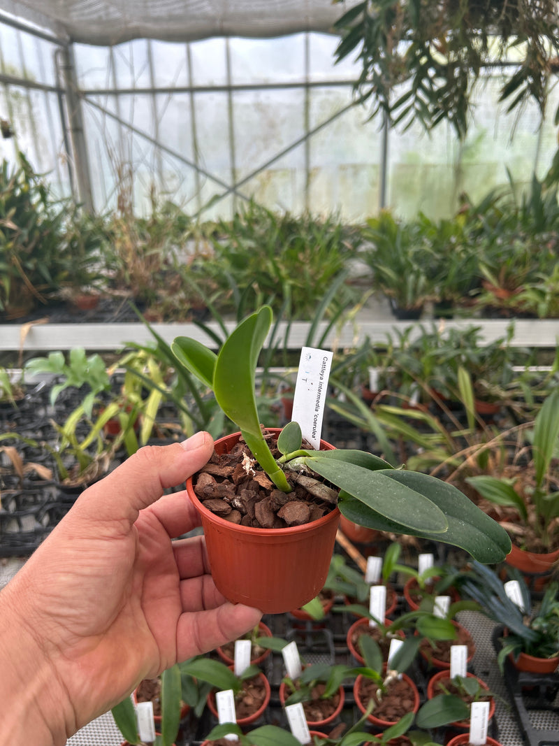 Cattleya intermedia &