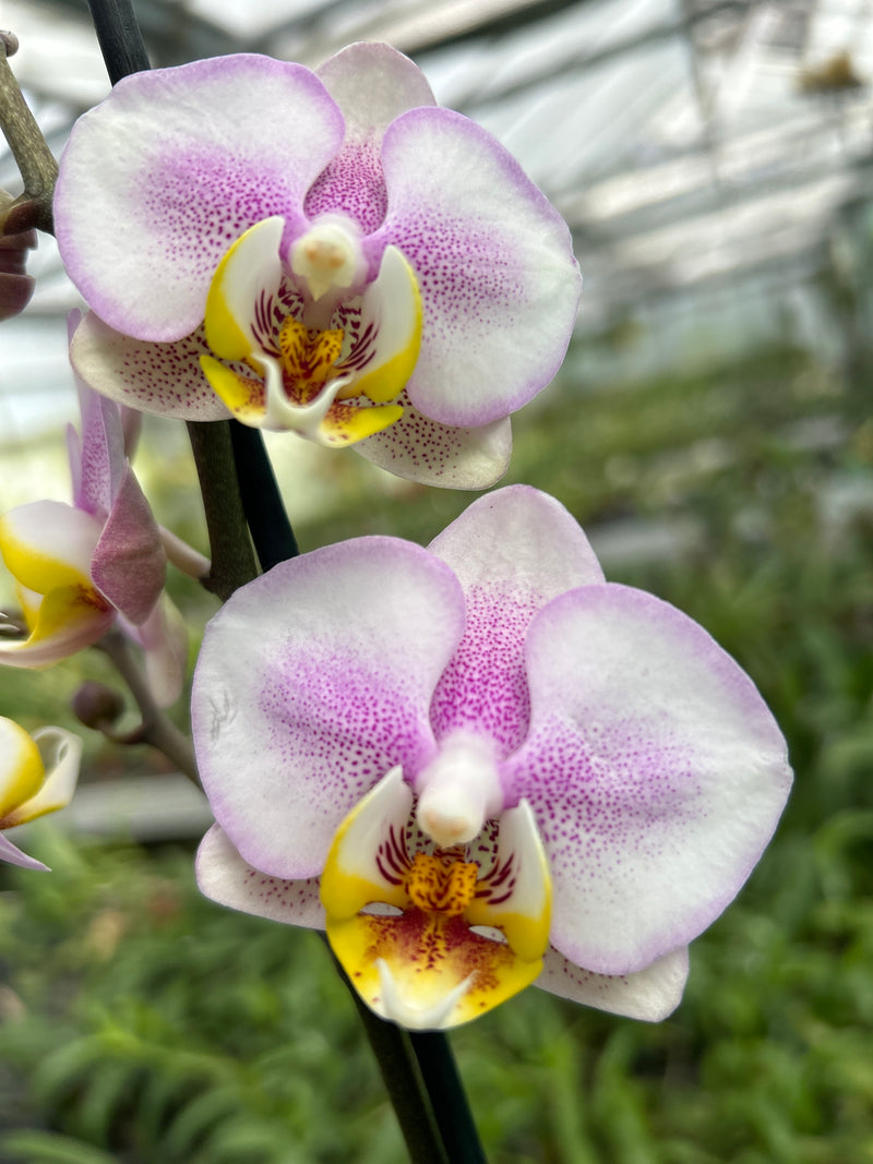 Phalaenopsis "Carola"