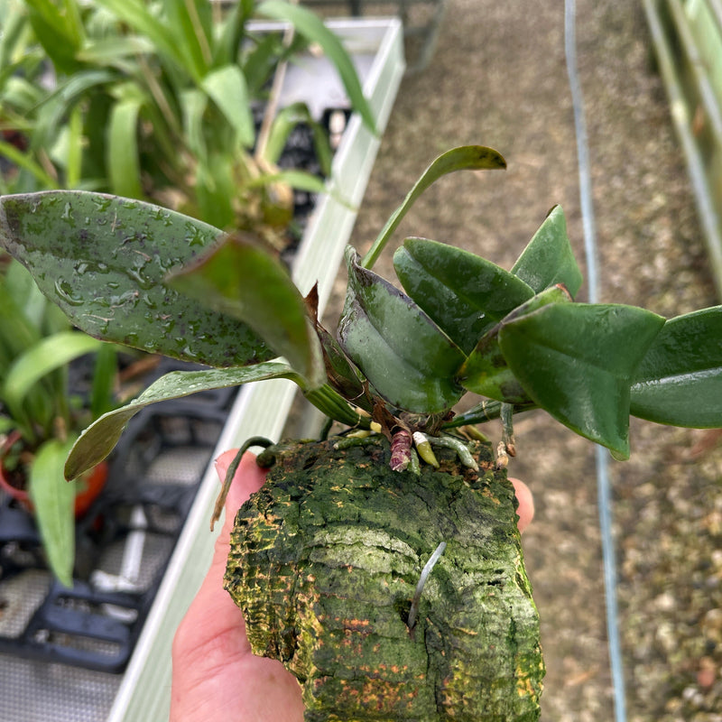 Cattleya schilleriana