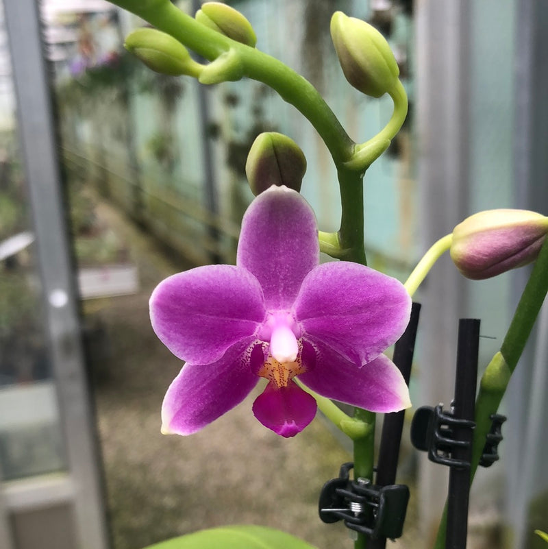 Phalaenopsis DORA BLUE