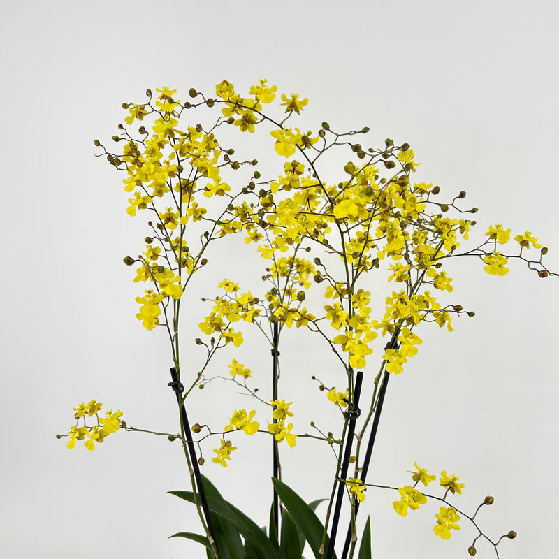 Oncidium LEMON SURPRISE