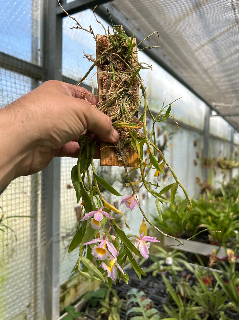 Dendrobium loddigesii