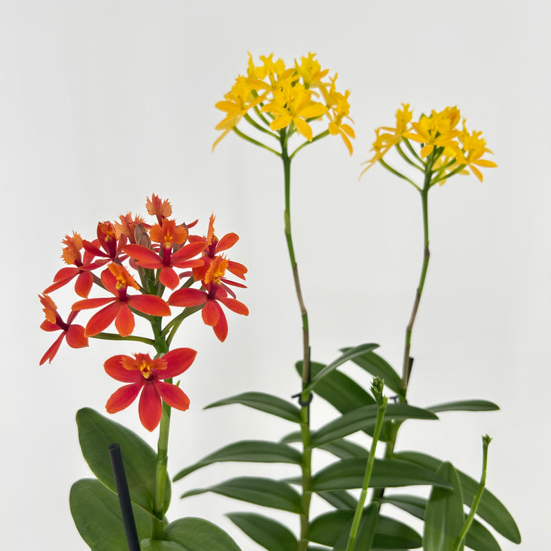 Epidendrum Nordic-Valentin-Set