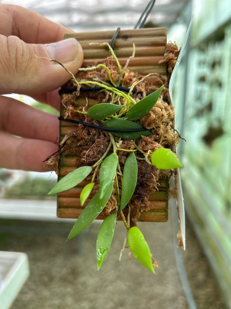 Dockrillia pugioniformis