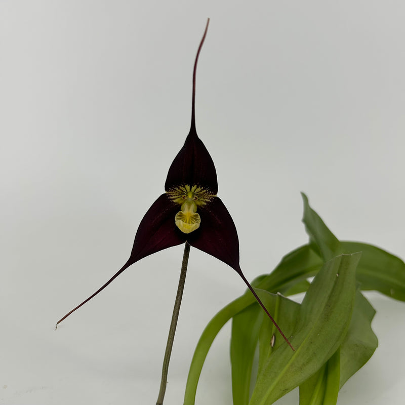 Dracula ubangina