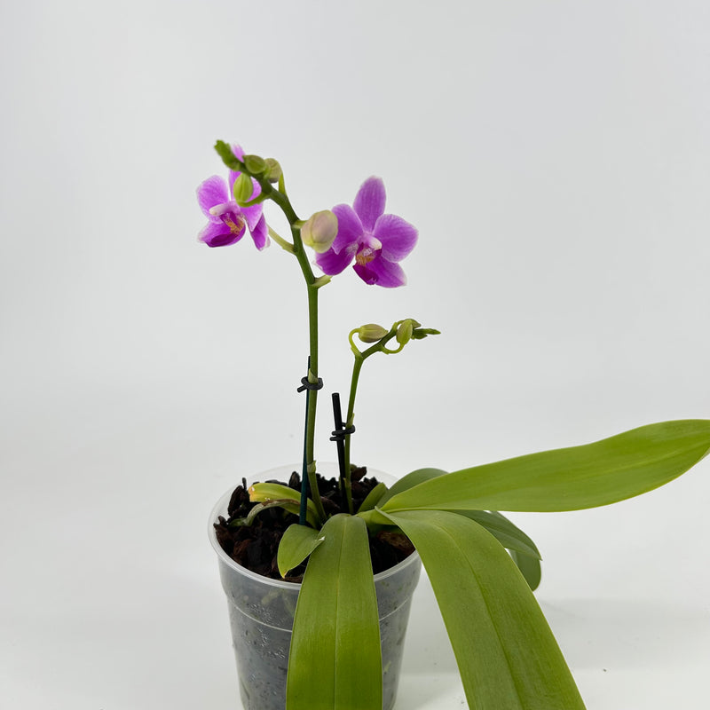 Phalaenopsis ROSEMARY BLUE