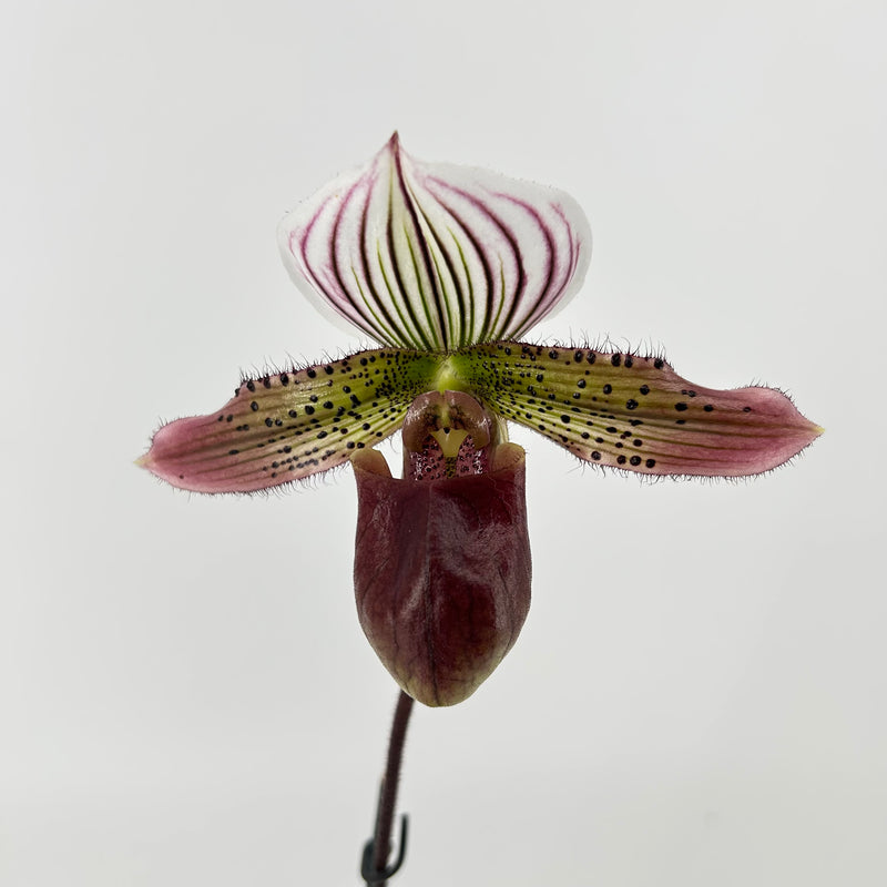 Paphiopedilum Vinicolor X purpuratum