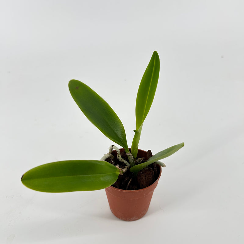 Cattleya whitei &