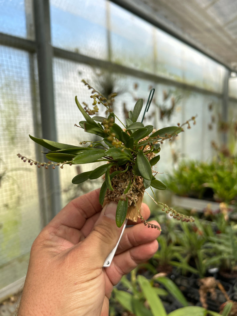 Stelis itatiayae