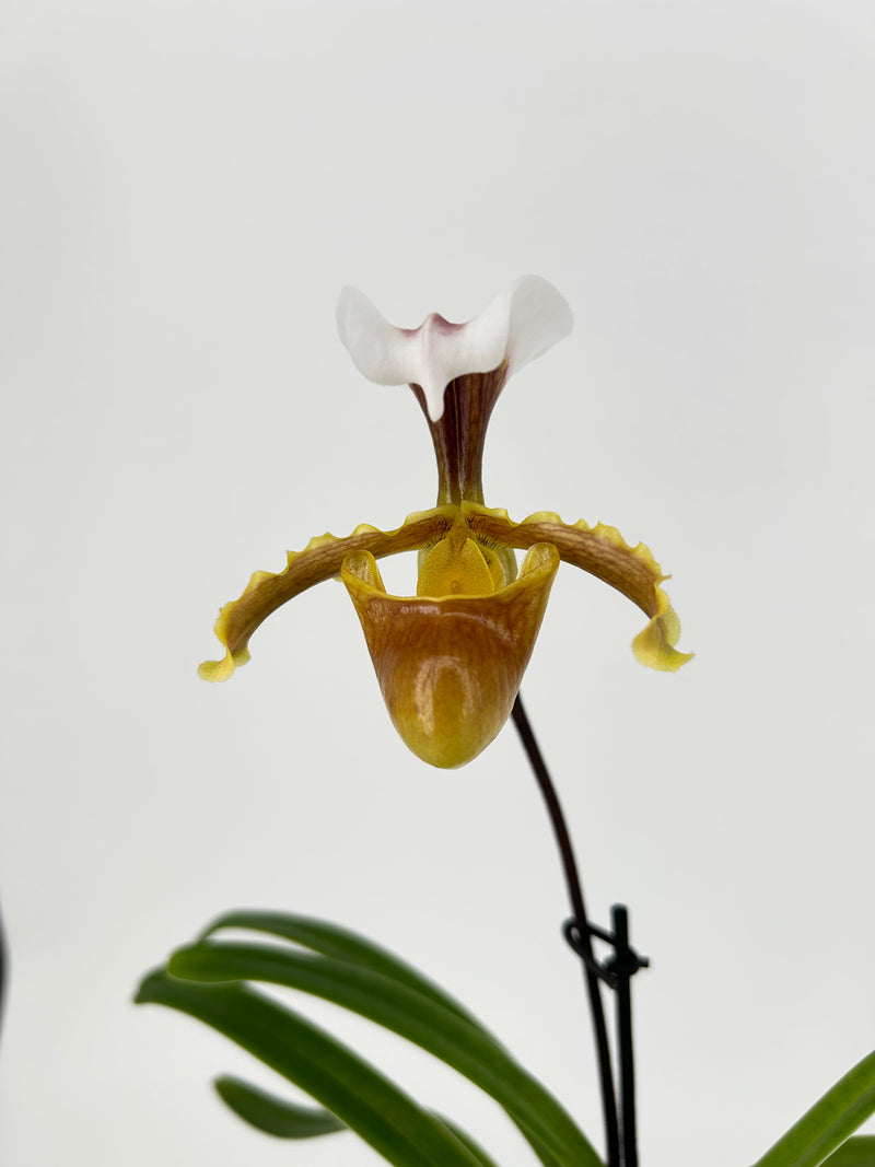 Paphiopedilum coccineum