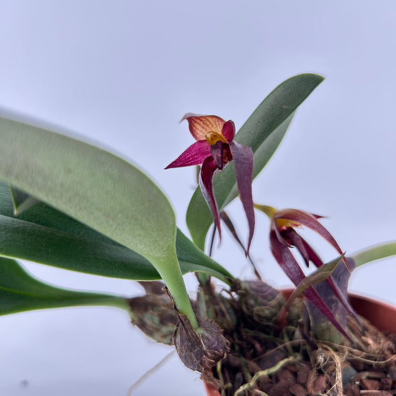 Bulbophyllum mearnsii