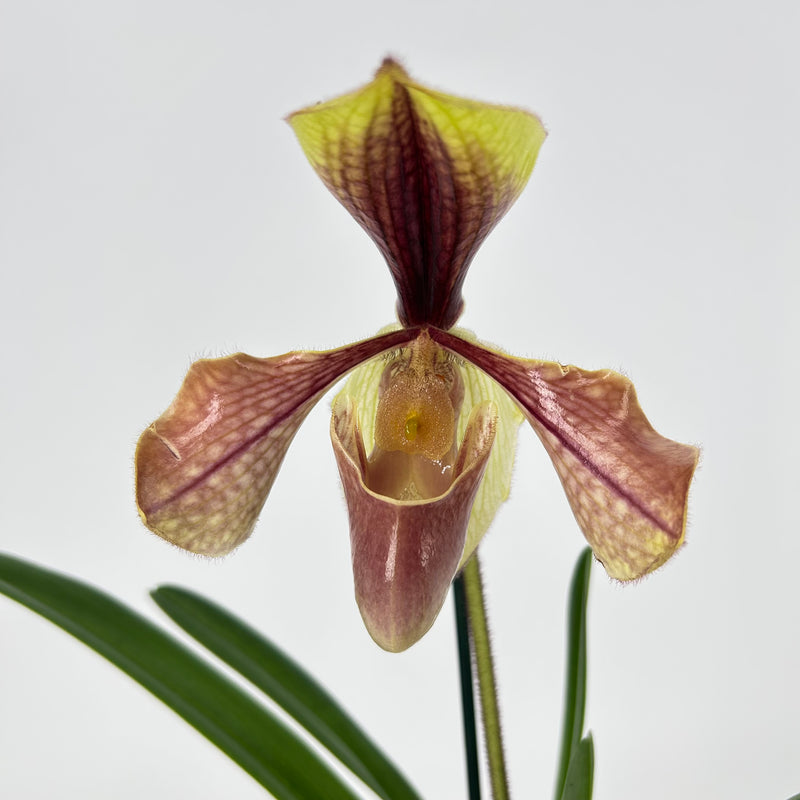 Paphioopedilum villosum &