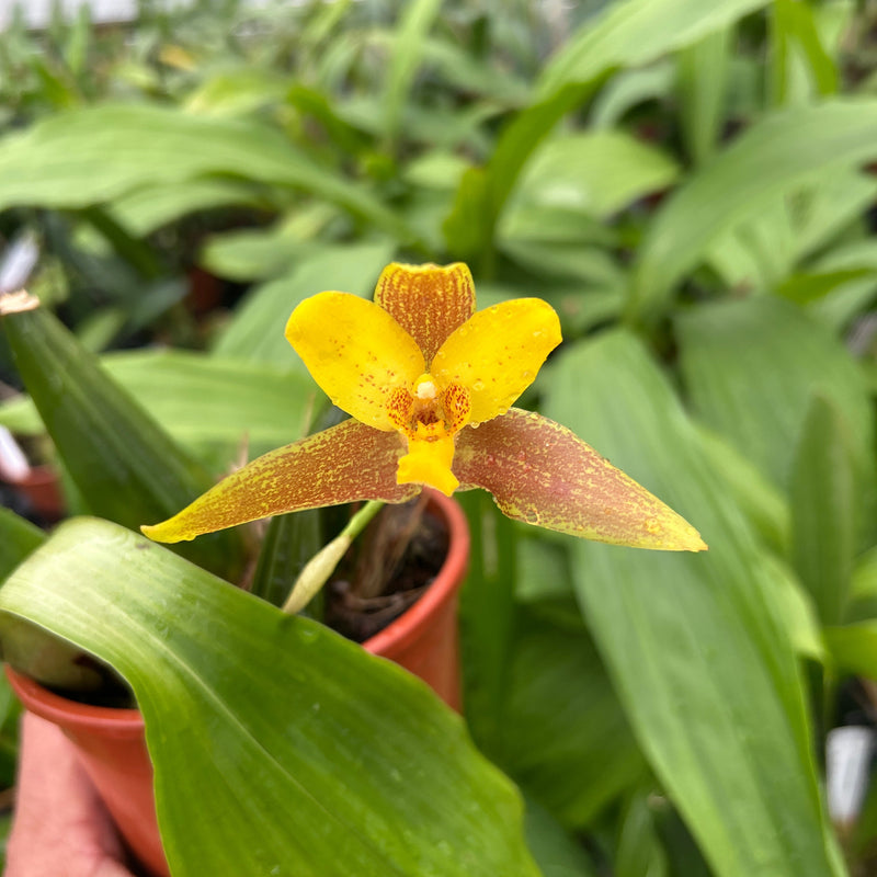 Lycaste groganii X lasioglossa