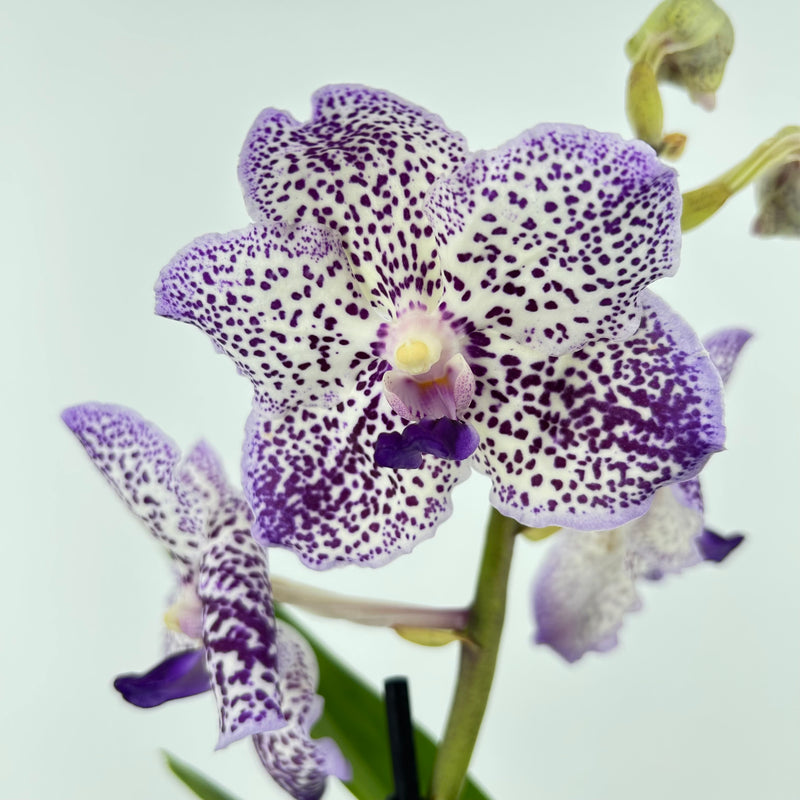 Vanda Hybride "Yano Blue"