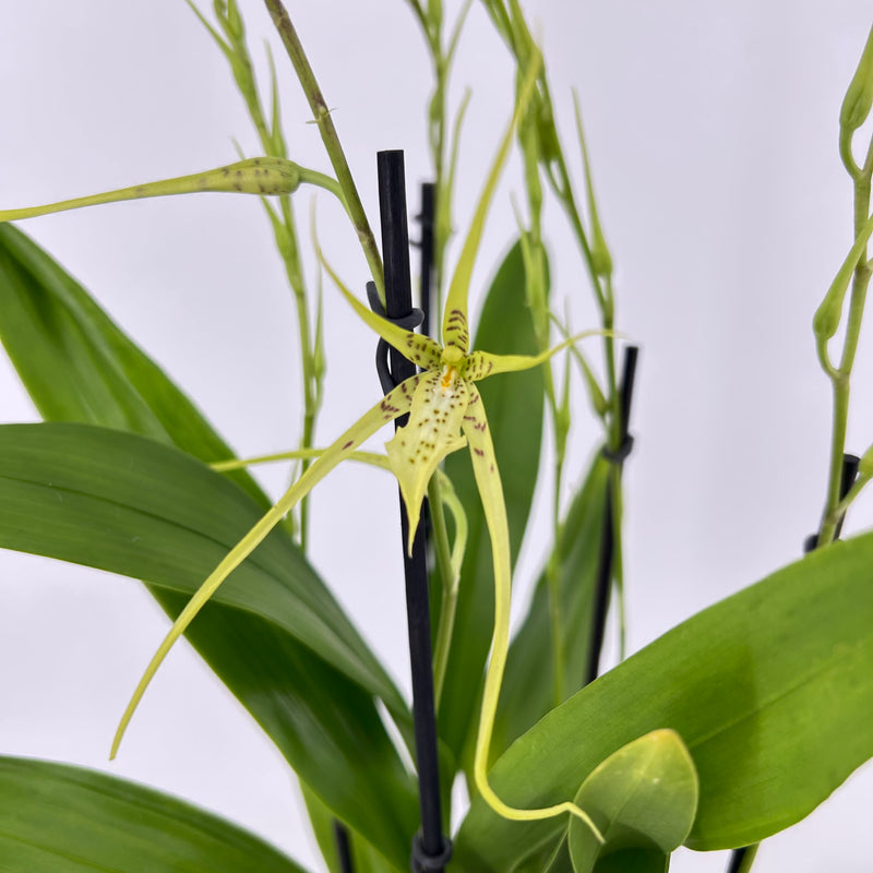 Brassia "Fabian"