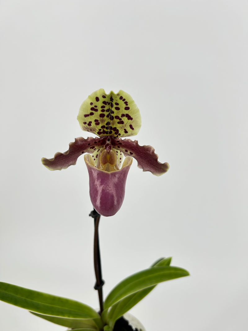 Paphiopedilum henryanum