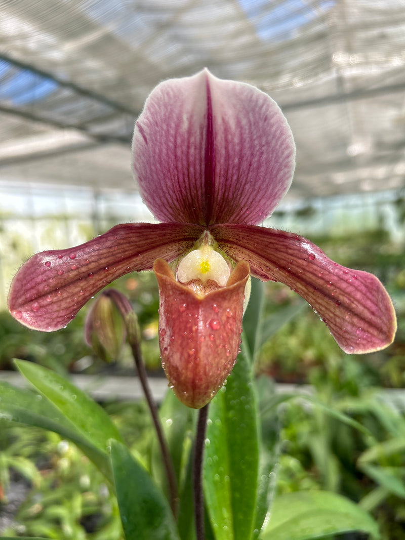 Paphiopedilum ROBIN HOOD