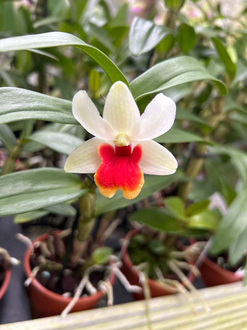 Dendrobium JIAHO CANDY