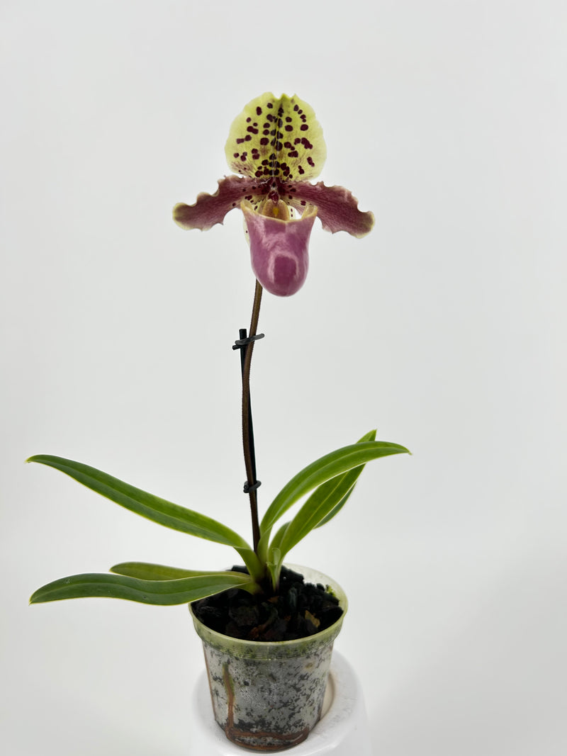 Paphiopedilum henryanum