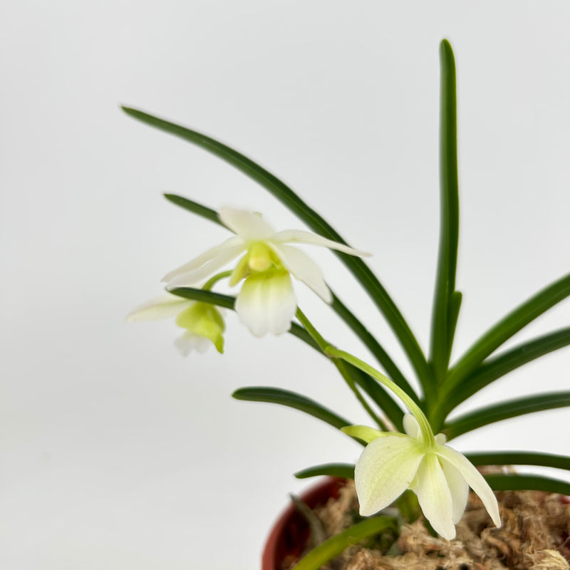 Christensonia vietnamica Hybride