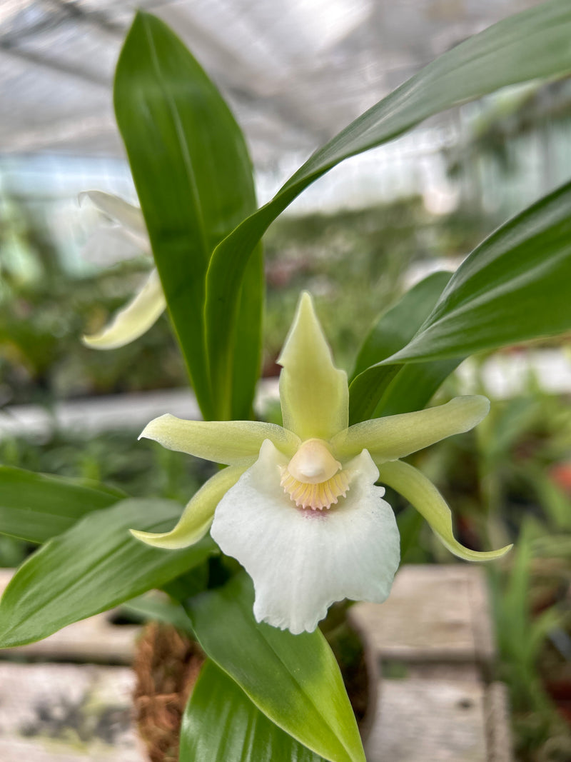 Cochleanthes Hybride "Jan"