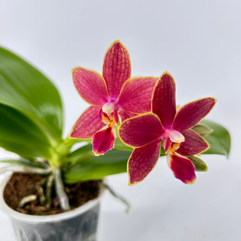 Phalaenopsis "Duft-Zauber"