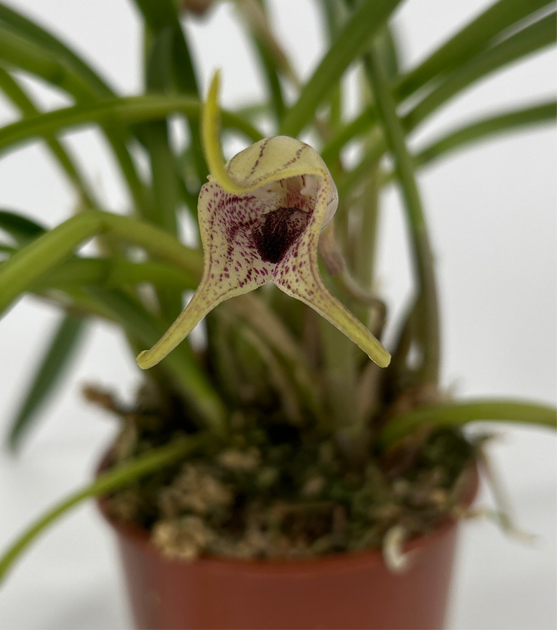 Masdevallia civilis