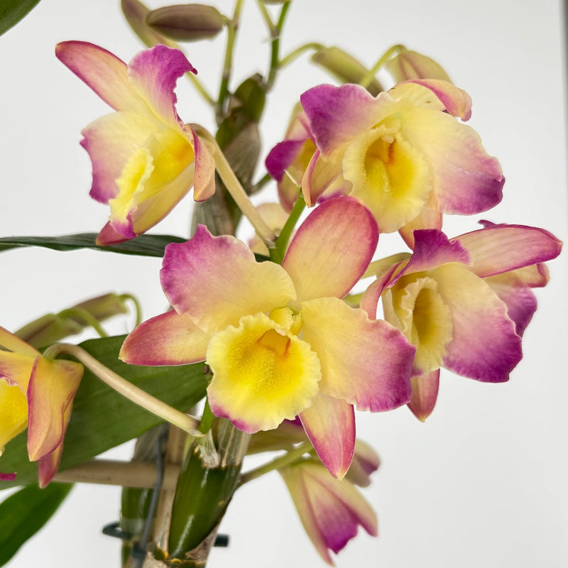 Dendrobium ORIENTAL SMILE