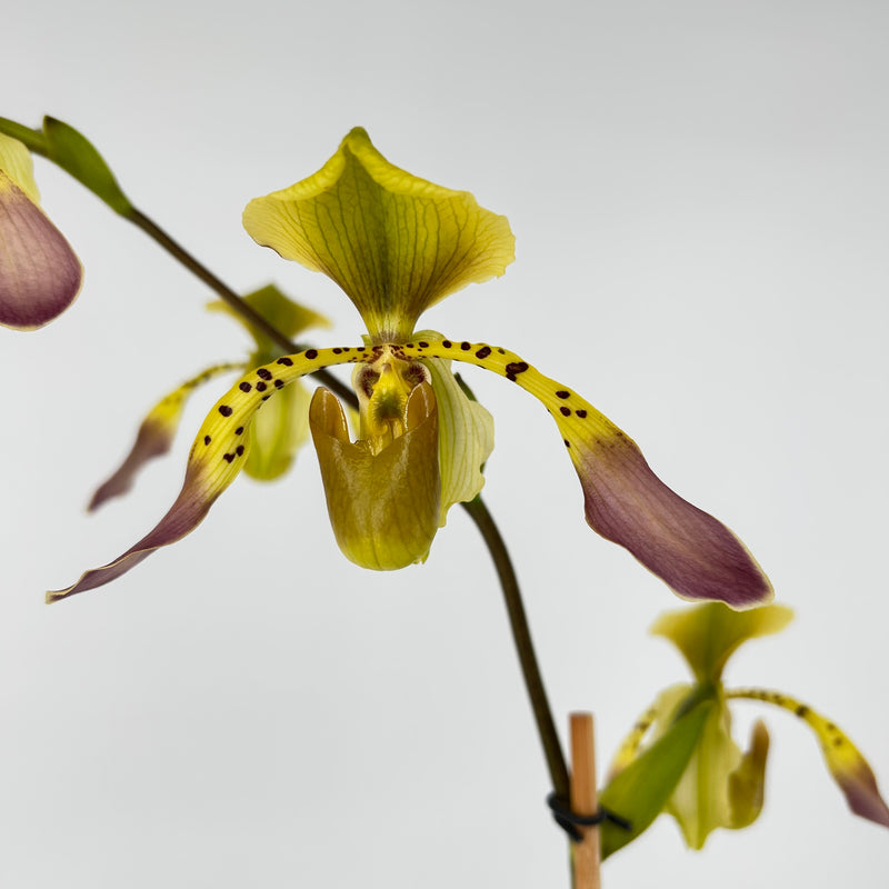 Paphiopedilum lowii &