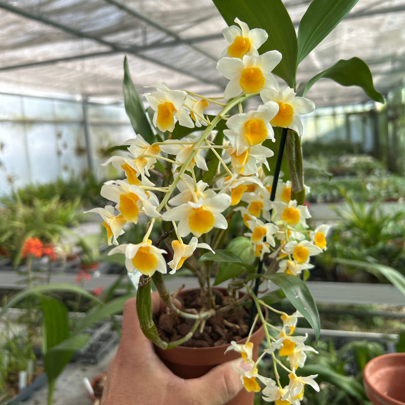Dendrobium Mem. Christa Erdmann x sib.