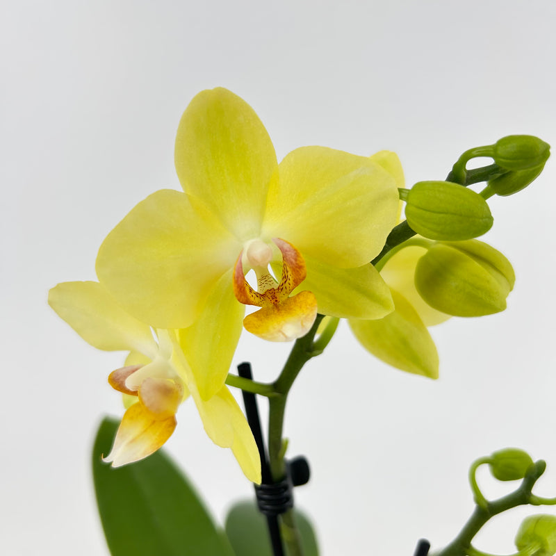Phalaenopsis "Albenga"