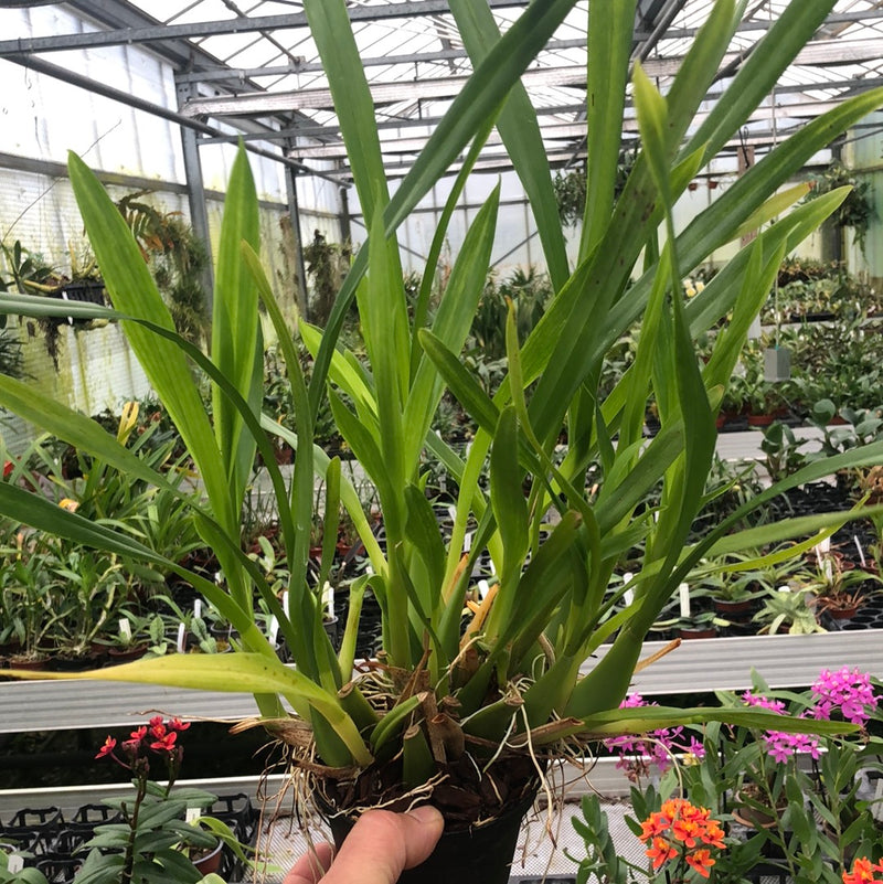 Miltonia regnellii