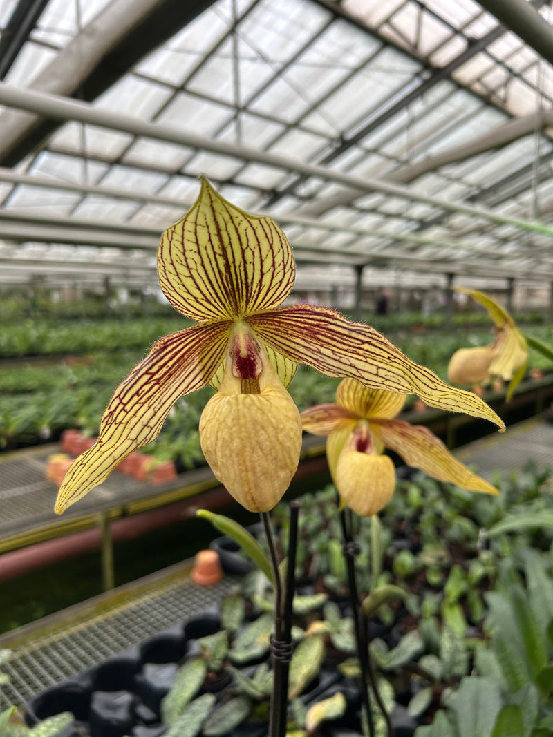 Paphiopedilum HAROLD KOOPOWITZ