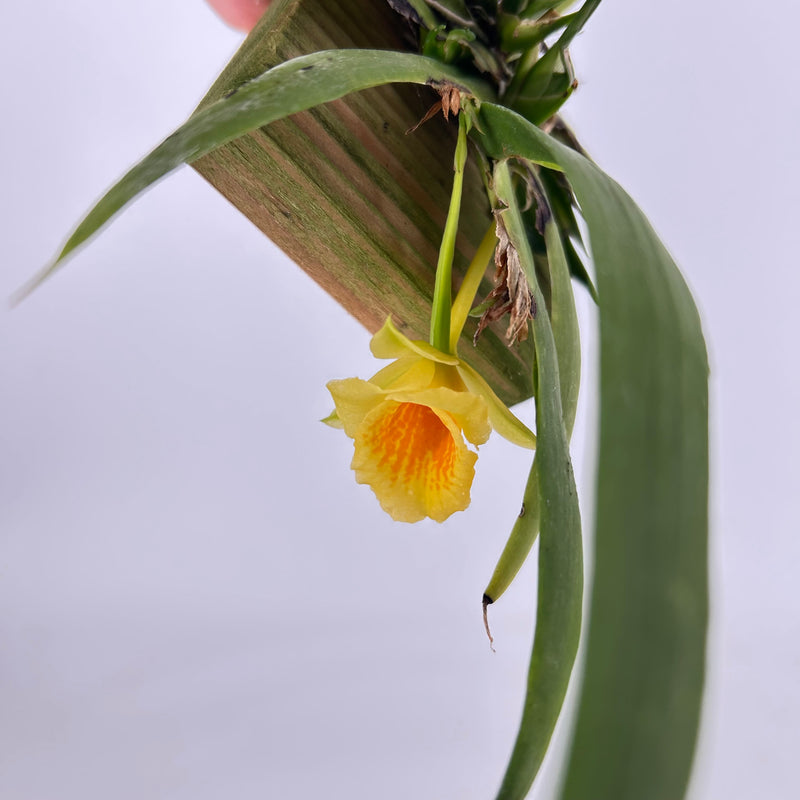 Plectrophora cultrifolia