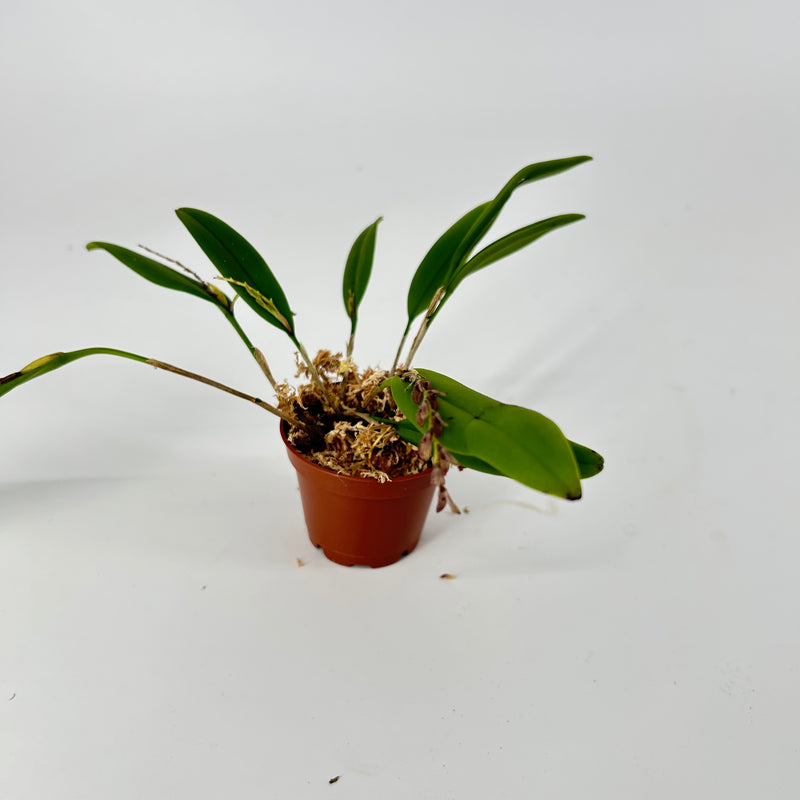Acianthera pubescens