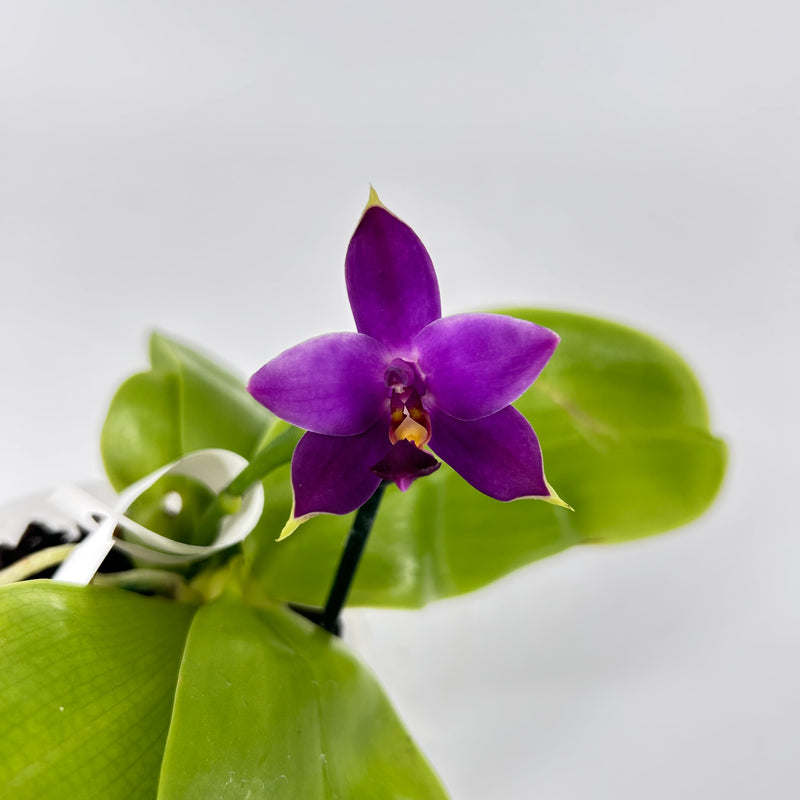 Phalaenopsis Hybride Test 2