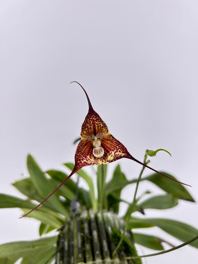 Dracula pubescens