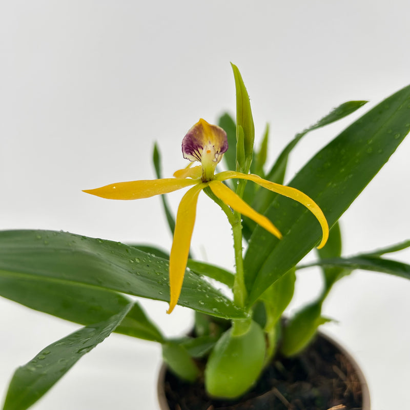 Epidendrum Hybride "Jasper"