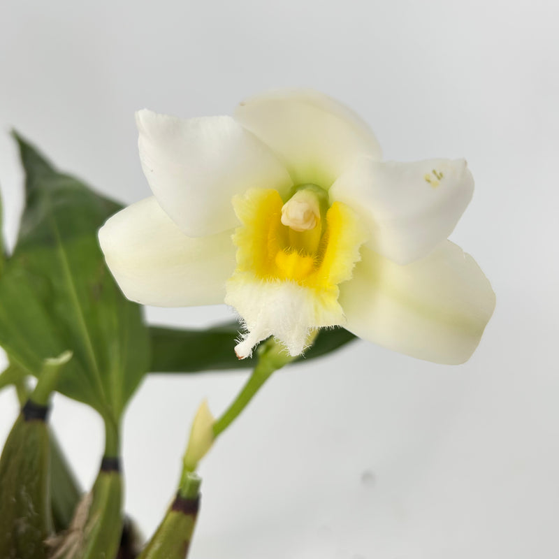 Bifrenaria harrisoniae &