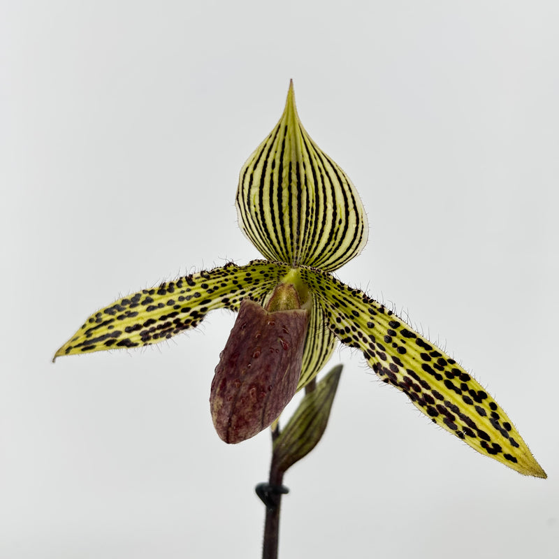 Paphiopedilum IANTHA STAGE