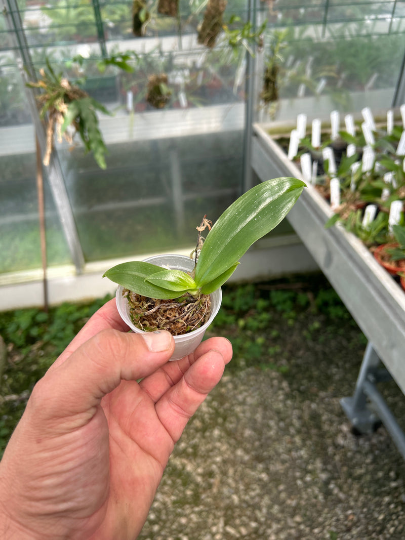 Phalaenopsis inscriptiosinensis