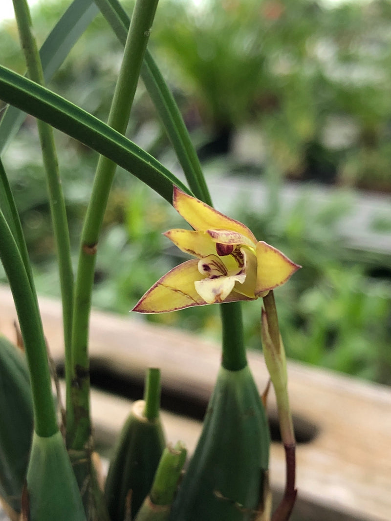 Maxillaria cerifera