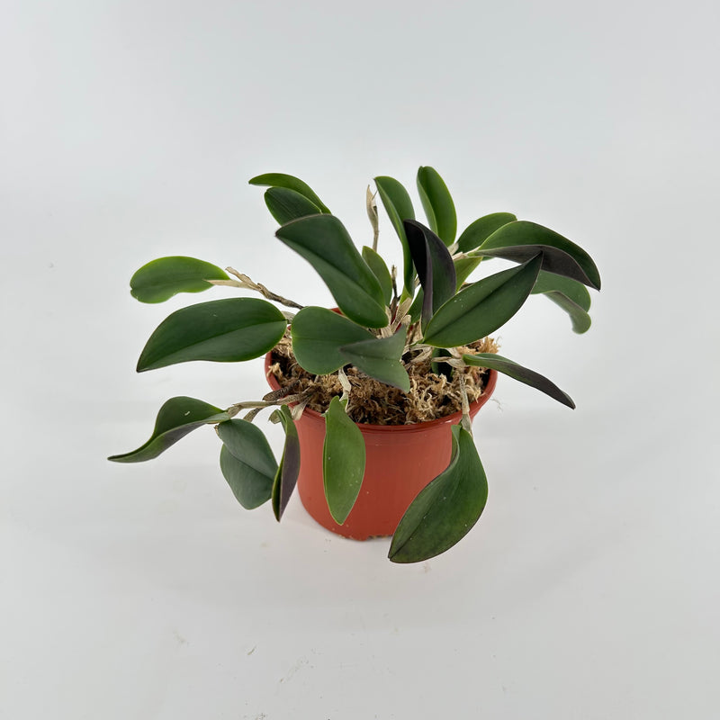 Restrepia contorta