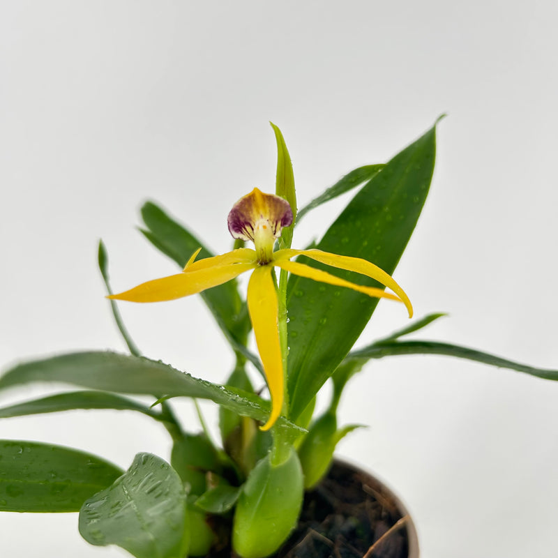 Epidendrum Hybride "Jasper"